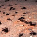 (Foto, video) Invazija bubašvaba! Građani ovog našeg grada šokirano dele snimke: A evo šta ova gamad nosi na svojim nožicama i…