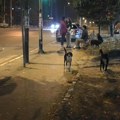 Za hvatanje pasa u Kuršumliji skoro 2,5 miliona dinara