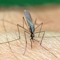 Denga groznica postaje velika pretnja u južnoj Evropi, SAD i delovima Afrike