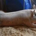 Životinje: Novi život za stalno gladnog mužjaka svinje Freda koji voli češkanje po stomaku