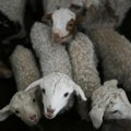 Mučenje životinja je pokazatelj ozbiljnog poremećaja ličnosti! Psihijatar upozorava na glavne uzroke ovih jezivih postupaka!…