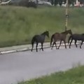 Nesvakidašnji prizor u Kragujevcu: Krdo konja protutnjalo kroz grad, niko ne zna odakle su došli (video)