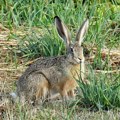 Hoće li ove godine biti dovoljno zečeva Evo šta kaže nauka o uticaju klime na zečju populaciju
