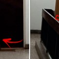 Malena lisica uletela u zgradu u Majdanpeku, pa prestrašeno skače na vrata stanova: "Ušla je" (snimak)