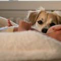 Čula je bebin plač, uspaničeno dotrčala u sobu i ugledala psa: Majka se zaprepastila od prizora
