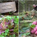 Odmorišta, pešačke staze i botaničke bašte: Sve bogatija ponuda srpske planine Zlatar (foto)