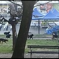 Od azila nema ništa, barem za sada