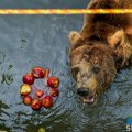 Ledene poslastice kao osveženje za stanovnike zoo-vrta