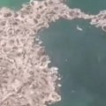 Čudna sluz se pojavila na obali popularnog letovališta Turisti i meštani zabezeknuti (video)