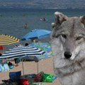 "Jurili su ga motkama, gađali kamenjem": Majka devojčice koju je napao vuk na plaži otkrila nove detalje drame