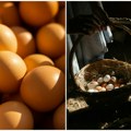 Kralj jaja posle tri decenije mora da ugasi firmu 163.000 koka nosilja ide na klanje zbog pozitivnog testa na salmonelu Lukač…