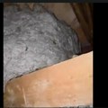 Пронашли у кући највеће гнездо оса икада забележено: Људи су били шокирани када је Данијел сишао с тавана и показао руке!…