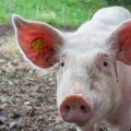 Rusija do 2030. planira genetski modifikovane svinje za transplantaciju organa