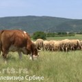 Ministarstvo poljoprivrede: Srbija nesmetano može da nastavi izvoz životinja i životinjskih proizvoda na tržište EU