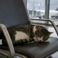 Mačak izgubljen na aerodromu u Briselu pronađen nakon 17 dana