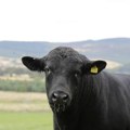 Za bika dali neverovatnih 260.000 evra: Razlog nije samo njegov izgled, već genetika koja vredi milione