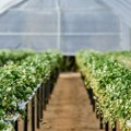 Biopesticidi kao alternativa hemiji: Gde su posebno efikasni i da li su skuplji od klasičnih pesticida