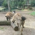 Sofi i Zuri njuškaju svoj novi dom na Paliću: Ovo su mlade pegave hijene koje će praviti društvo starom Maciju