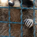Uhvaćen šesti od ukupno 11 odbeglih rakuna iz holandskog Zoo vrta: Iskopali rupu kroz koju su pobegli