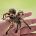 Pilota alergičnog na paukove tokom leta ugriza tarantula: Bizarna situacija na nebu