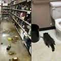Rakun provalio u prodavnicu alkoholnih pića i napio se: Radnici ga pronašli onesvešćenog u toaletu (Foto)