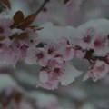 Meteorolozi od ovog datuma u martu najavljuju zahlađenje sa snegom i u nizijama: „Štete bi mogle biti jako velike“