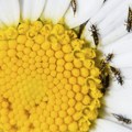 Ne vide se golim okom, ali brzo uništavaju biljke: Sitni insekti mogu napraviti haos u bašti, brzo uništavaju cveće i povrće…