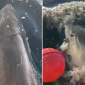 "Zver" od 770 kilograma se vratila iz dubina: Uhvaćen najveća bela ajkule ikada, evo gde se uputila