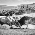 „Vijanje Božića u Farkaždinu” pobednik festivala „Žisel 2026”