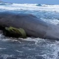 „Plutajuće zlato“ u utrobi uginulog kita na Kanarskim ostrvima