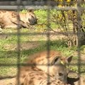 Dve ženke pegavih hijena nove stanovnice Zoo vrta na Paliću