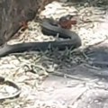Beograđanka nabasala na zmiju dužu od metra u Bloku 29! Pogledajte snimak! (video)