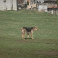Lutalice napravile horor u Novom Pazaru: Psi izujedali decu - meštani u strahu