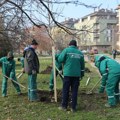 Nastavak ozelenjavanja Novog Sada, u Ulici Stanoja Stanojevića i Vojvode Šupljikca 88 novih stabala