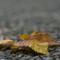 Evo kad tačno počinje jesen – mada vremenska prognoza kaže drugačije