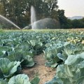 Od njive do zimnice: Čačanski kupus već počeo da razvija glavice