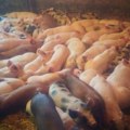 Odbor za poljoprivredu doneo zaključak u vezi bolesti afričke kuge svinja