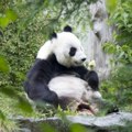 Par džinovskih pandi se vratio u Kinu iz Britanije