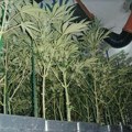 FOTO Novosađanin u Krčedinu gajio marihuanu: Zaplenjene mu biljke, oprema i digitalna vagicica