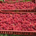 Ministar poljoprivrede proglasio dogovor sa malinarima sa otkupnom cenom od 250 dinara, u Arilju spremaju protest u nedelju