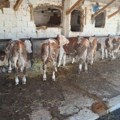 Buki komerc, Buki i Eron Gudža: Otkup stoke, pare na ruke