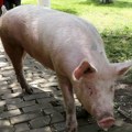 Krmača nasrnula na vlasnika i odgrizla mu testis Stravičan napad u Aleksincu ledi krv u žilama!