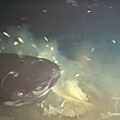 Naučnici su bacili mrtvu kravu u more i slučajno probudili spavače u dubinama: Ono što su kamere zabeležile nisu mogli da…