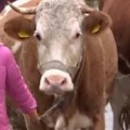 Najmlađa pastirica Srbije: Tijana rasplakala naciju svojim životom i snovima (video)