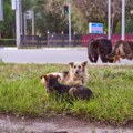 Uznemirujući snimak Vezao psa lancima za auto i vukao ga: Oglasila se policija - evo koga su uhapsili! (video)