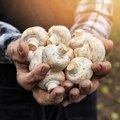 Gljiva koja donosi ozbiljnu zaradu, samo jedna greška može biti opasna