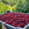Ko određuje cenu maline?