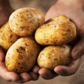 Globalno tržište krompira: manja proizvodnja i veće cene