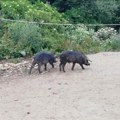 Afrička kuga svinja u Srbiji - od neefikasnosti države do sve većih cena mesa