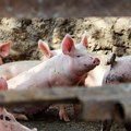 Ultimatum iz Europske komisije: U mjesec dana morate zaklati 50 tisuća svinja